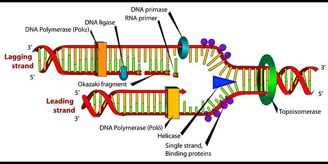 A 1. A 2. E 3. e 4. DNA polymerase then removes the RNA primers and replaces them with DNA nucleotides 5.
