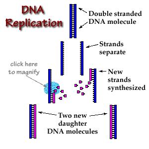 Once replication is finished, there are two complete double helix molecules of DNA Each new double-helix molecule has one old strand and