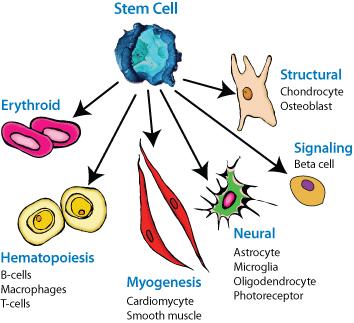 Cell Differentiation All cells start as stem cells - undifferentiated Different cells have