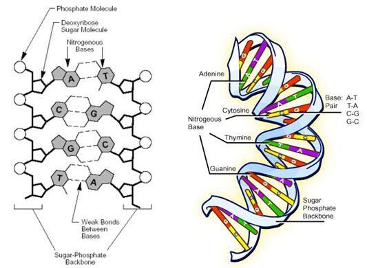 All living organisms contain DNA The structure of DNA is the same in ALL organisms only the