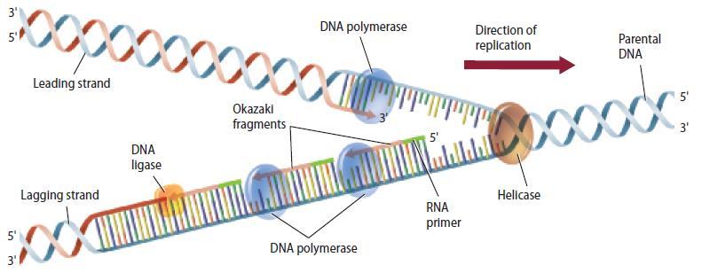 Semiconservative Replication Base pairing The enzyme DNA polymerase adds appropriate nucleotides to the new DNA strand from the 3 end.
