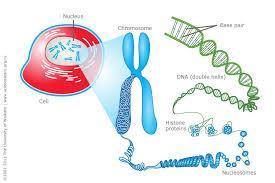 Typically, eukaryotes have 1000 times the amount of DNA as