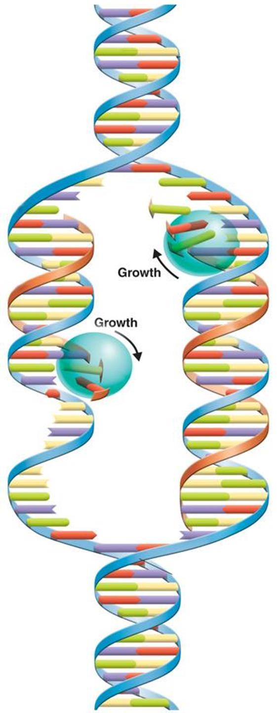 During DNA replication, the DNA molecule separates into two strands, then produces two new complementary strands