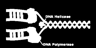 How Replication Occurs DNA helicase enzymes that unzip the double strand of DNA DNA polymerase an enzyme
