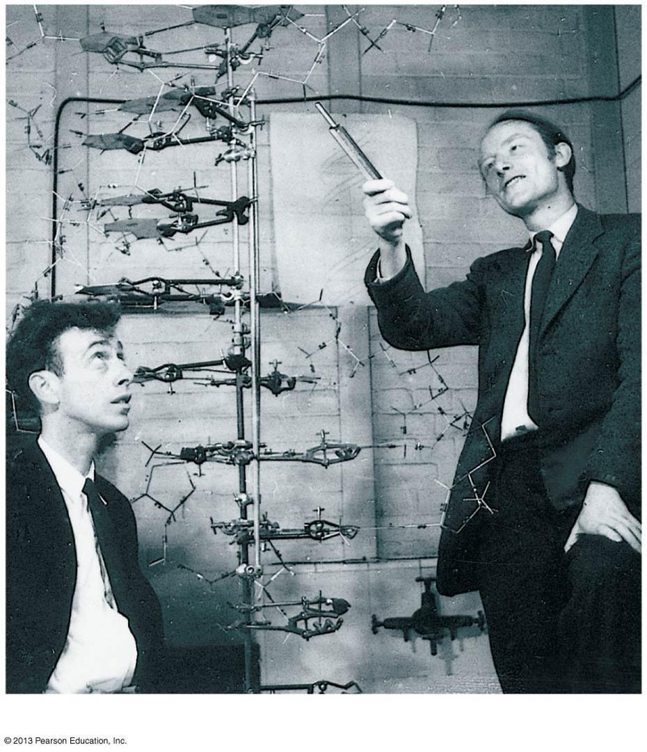 Watson and Crick s Discovery of the Double Helix James Watson and