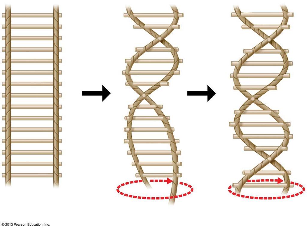 Watson and Crick s Discovery of the Double Helix The model of