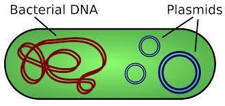 Most prokaryotes have a single DNA molecule