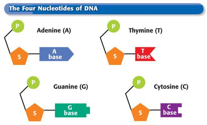 Section 1 What Does DNA Look Like? The Pieces of the Puzzle DNA stands for deoxyribonucleic acid.