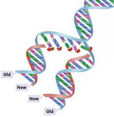 Section 1 What Does DNA Look