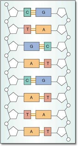 BASE PAIRING Because of the size and shape of the nitrogen bases, there are certain ones that always pair together.