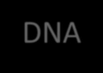 DNA The molecule of heredity 1 HEREDITY = passing on of characteristics from parents to