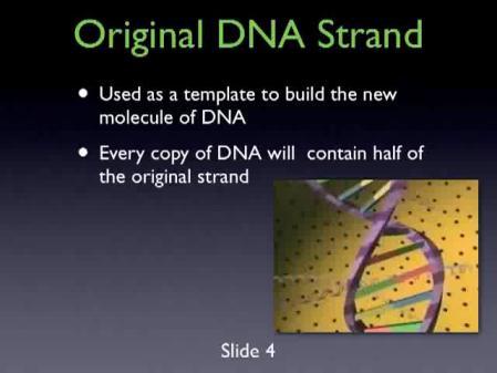 DNA, Chromosomes, Chromatin and Genes DNA = blueprint of life (has the instructions for making