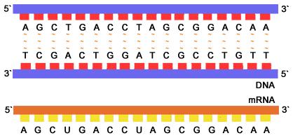 Transcription: from DNA to mrna 1. RNA polymerase (enzyme) attaches at a specific location on DNA. 2.