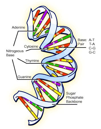 mrna nucleotides are floating around in the nucleus to find their complement on the DNA strand and bond together.