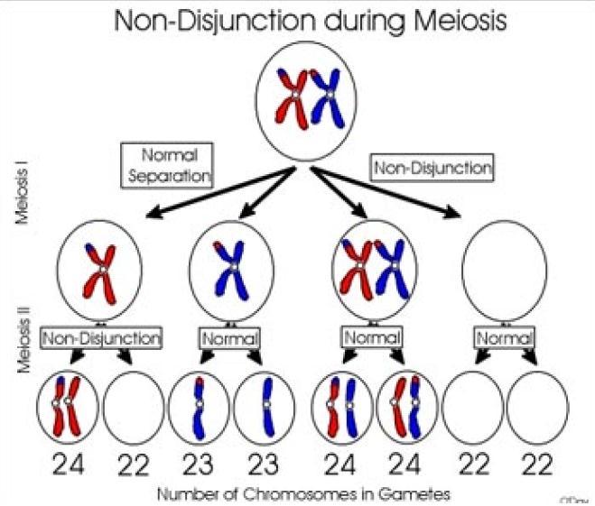 Chromosomal Mutations: 1.