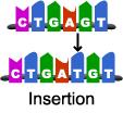 97 98 Frameshift Mutation: Base insertion = Extra nitrogen