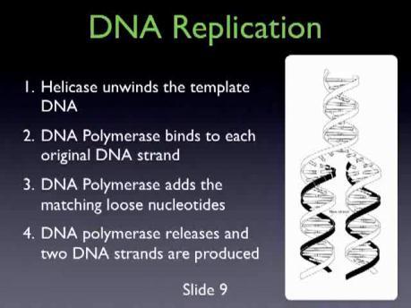 original DNA molecule. DNA Replication 31 32 F.