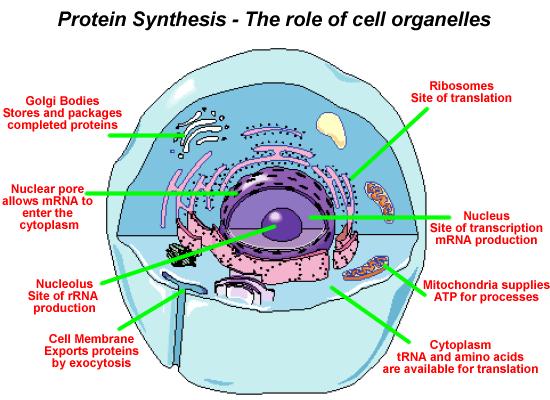 protein 52 The process of protein synthesis is broken down into two sub-processes: