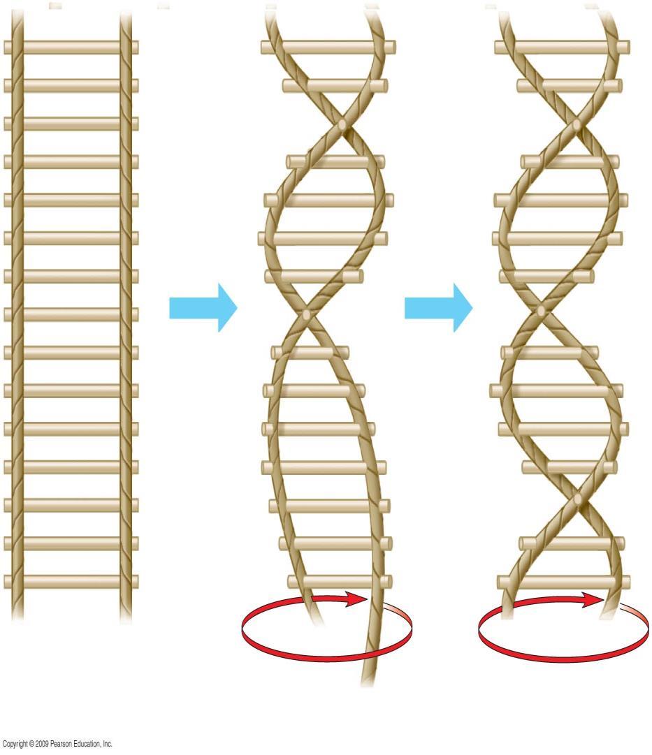 DNA is a double-stranded helix Watson and Crick also proposed that DNA is shaped like a long zipper that is twisted