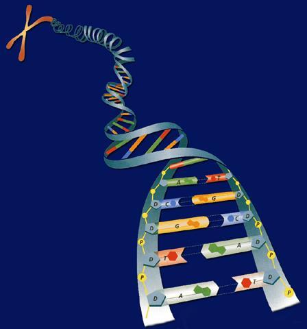 The importance of nucleotide Chromosome sequences Scientists use nucleotide sequences to determine evolutionary