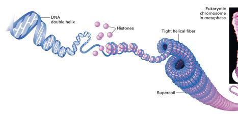 Organizing & packaging DNA DNA cell nucleus DNA in chromosomes in everyday working cell DNA has been
