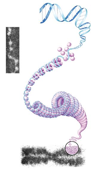 DNA Packing DNA double helix (2-nm diameter Histones Beads on a string Nucleosome (10-nm