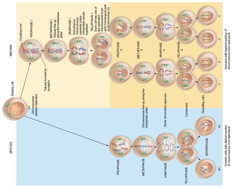 Mitosis and Meiosis Cell Cycle Mitosis (asexual) Meiosis