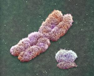 Sex Chromosomes Pair number 23 In humans- XY= male, and XX= female They are not homologous X