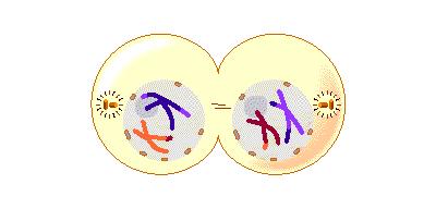 Telophase 1 - Two distinct cells begin to form that are NOT IDENTICAL.