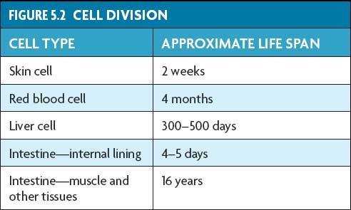 Cells divide at different rates. The rate of cell division varies with the need for those types of cells.