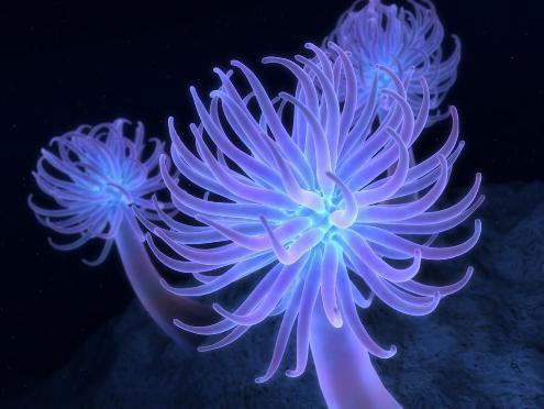 Sea Anemones http://www.