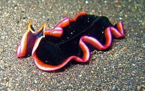 Flatworms Defined