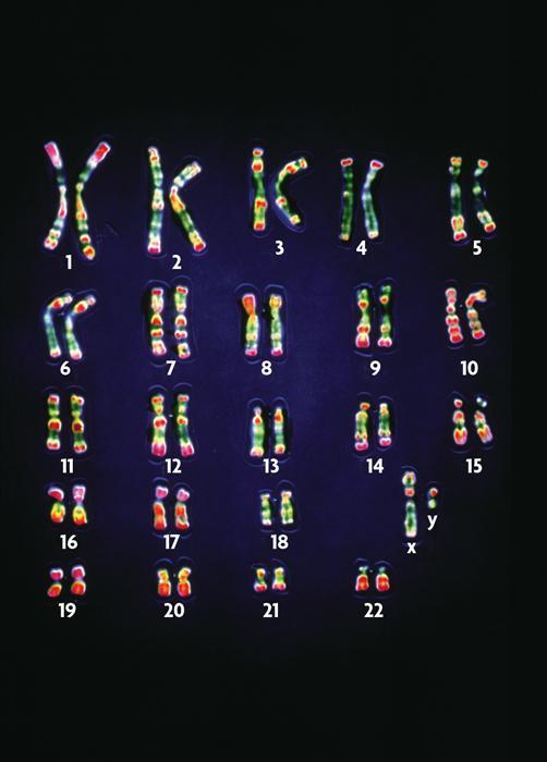 Autosomes Chromosome pairs 1-22 Not