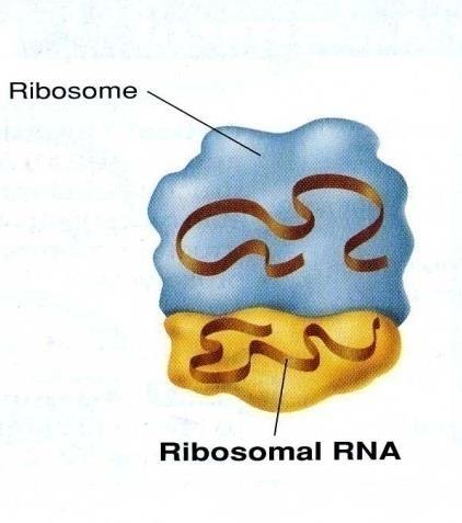 2. ribosomal RNA (rrna): makes up ribosome (site of
