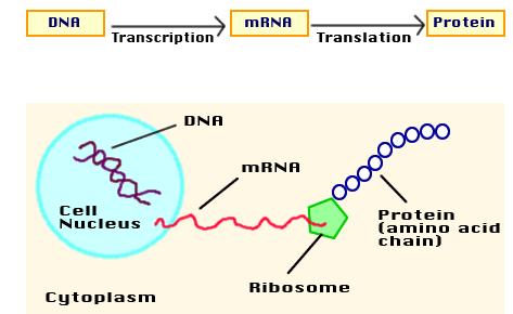 1. Transcription RNA is made from DNA 2.