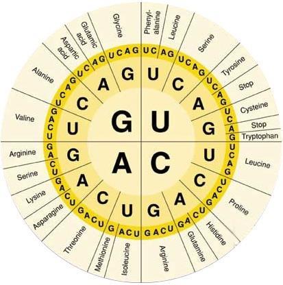 To decipher the genetic code: UCGCACGGU Break down