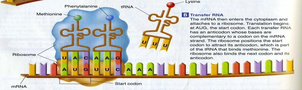 2. mrna attaches to a ribosome.