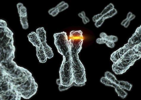 Chromosomal mutations involves changes in the number or structure of chromosomes May