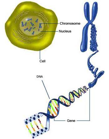The nucleus of a human cell contains more than 1 meter of DNA: must be folded to fit into the tiny space of a cell s nucleus