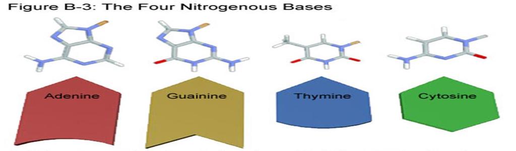 called the Base-Pair Rule Adenine pairs to Thymine Guainine pairs