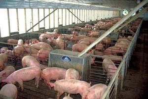 In Minnesota, the swine industry has traditionally relied on family farm production as