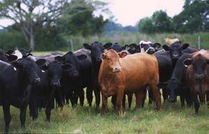 In 1982, there were 24,178 dairy farms with the average herd size of 20 cows.
