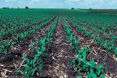 Less tillage reduces soil compaction and saves the farmer time and fuel.