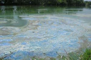 Lakes: Water Quality continued Toxic Blue Green Algae When in Doubt, Stay Out Eileen Campbell Most algae are harmless but in high concentrations, a type of algae called blue-green (cyanobacteria)