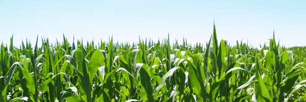 Hicks, increased corn yields are due to the combination of higher yielding