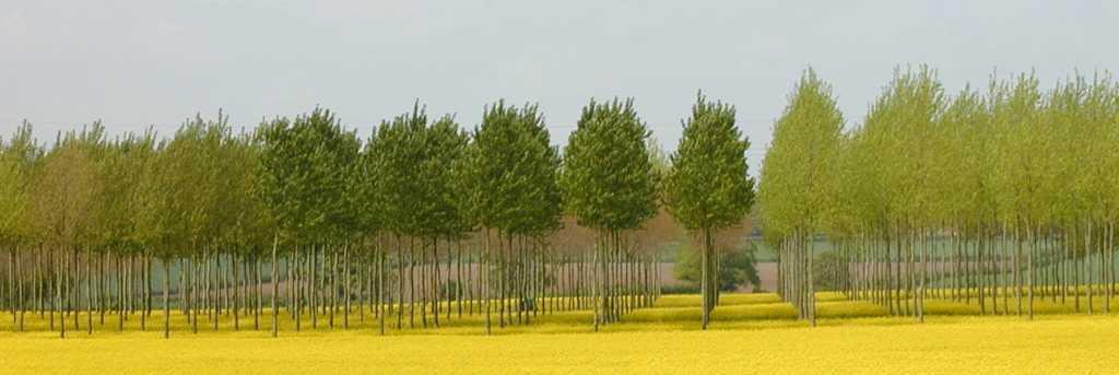 A 1.4 LER means that a 100 ha agroforestry farms produces as much crop and tree products as a conventional 140 ha farm