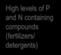 LAKE EUTROPHICATION High levels of P and N containing