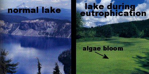 How Nutrients Affect Lakes Eutrophication increase in the amount of nutrients in an aquatic ecosystem. A lake with large amounts of plant growth due to nutrients is known as a eutrophic lake.