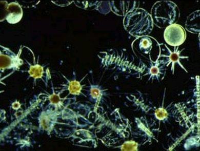 Plankton - microscopic organisms that float near the surface of the water Two