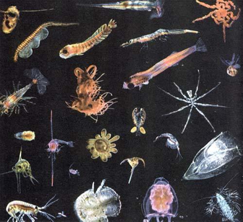 the food for an aquatic ecosystem Zooplankton microscopic animals, some are large